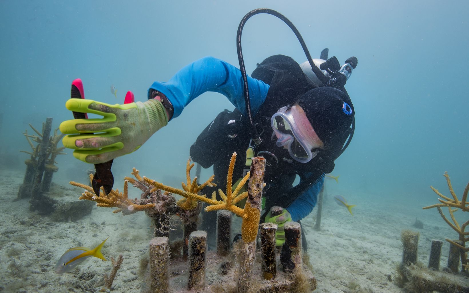 Jennifer Stein Una científica biológica del estado, corta trozos en el vivero para ser replantados. El equipo pasó una semana el verano pasado plantando más de 1.000 corales en la zona. © Jennifer Adler