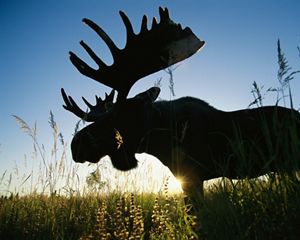 sillhouette of a moose