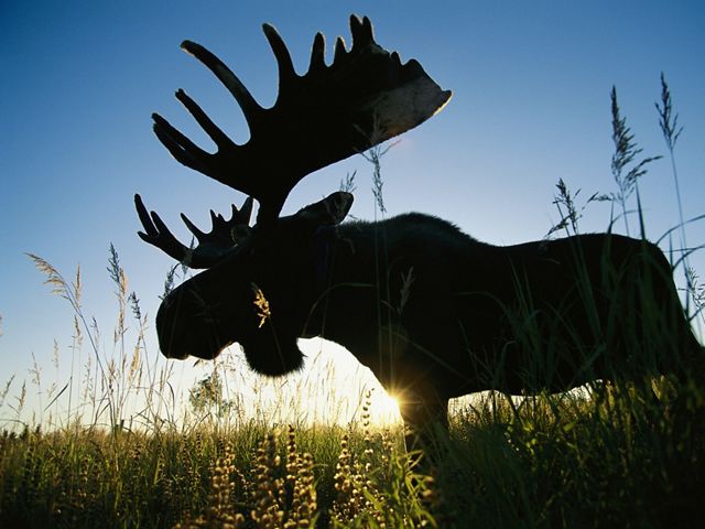 A moose silhouetted by the sunrise.