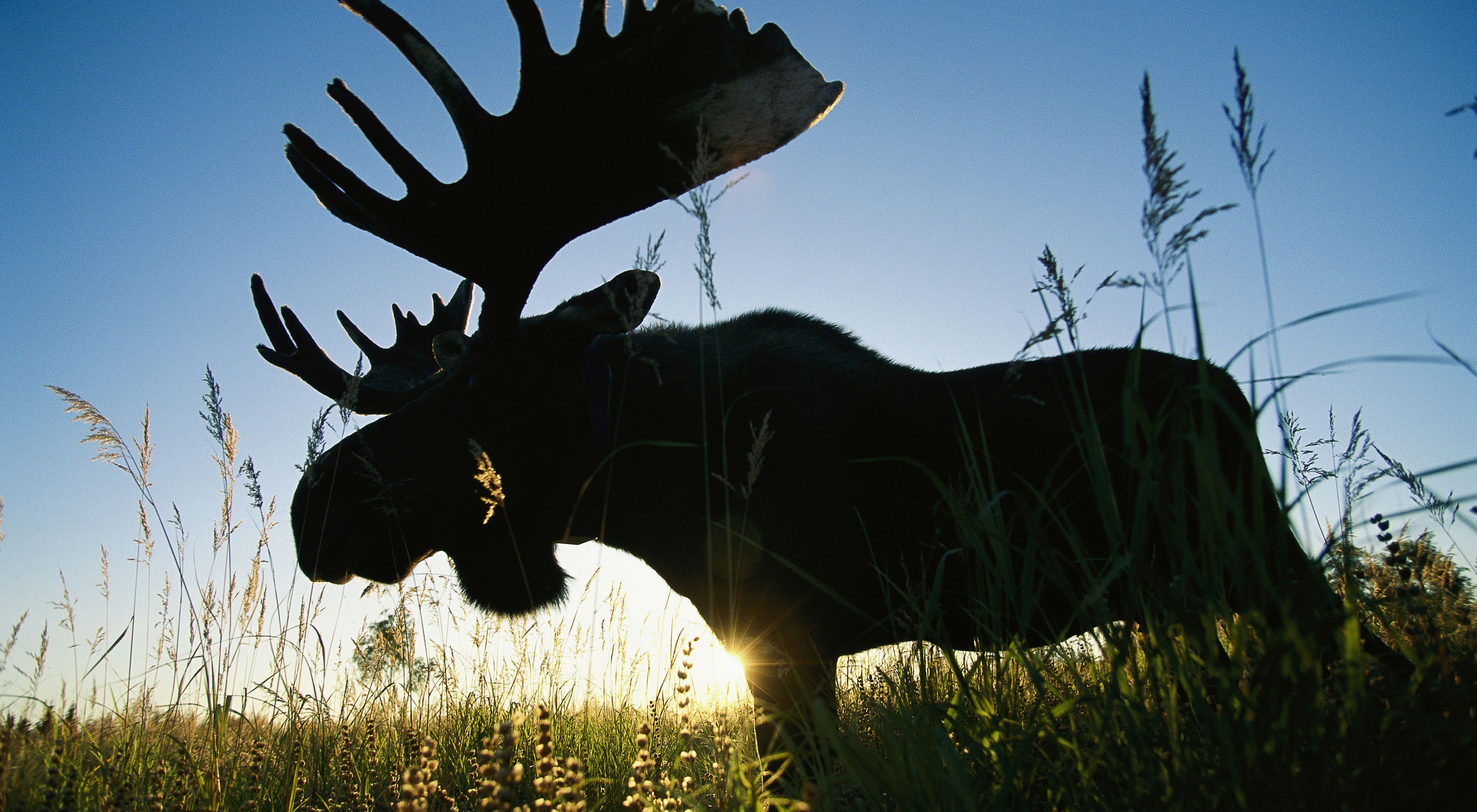 a moose backlit and photographed from below standing in the grass