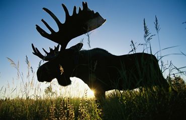 Moose