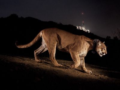 Una cámara remota captura un puma con collar en un parque en Los Ángeles.