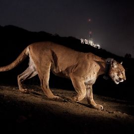 A close view of a mountain lion with the lights of Los Angeles behind it.