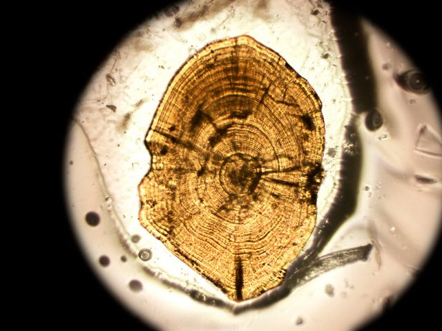 A cross section of an ear bone from a northern pike looks like a tree stump.