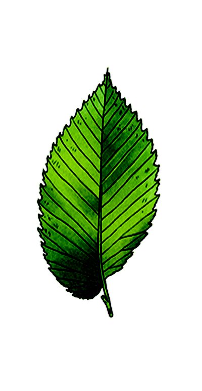 illustration of an emerald-green elm leaf