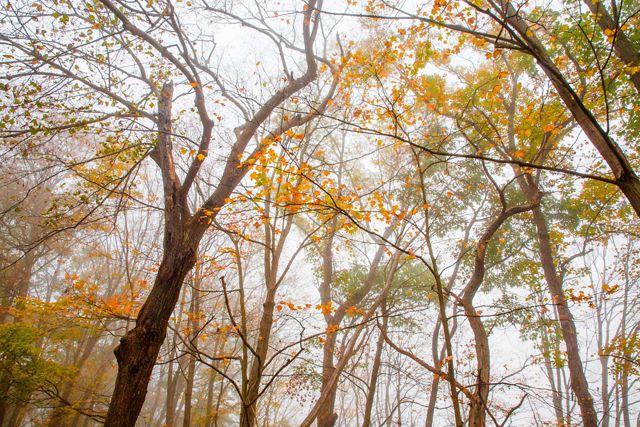 Looking up into the canopy of white ash trees. Thick fog clings to the branches and the trees golden leaves.