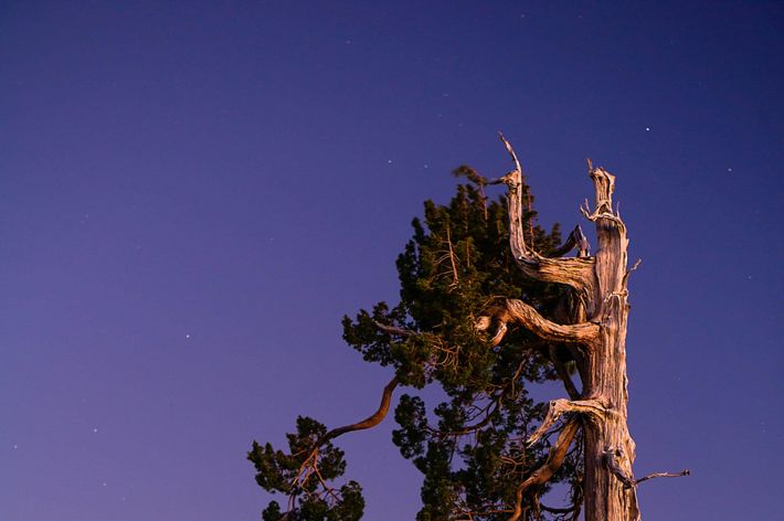 a tall tree stands alone with a dense forest off in the distance.