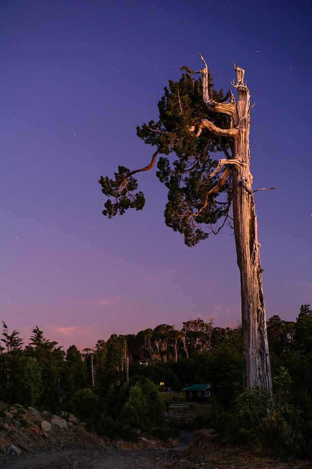 A lone Alerce (Fitzroya cupressoides) tree stands under the sky at night with stars in the southern sky in the Alerce Coastal National Park, Los Rios, Chile.
