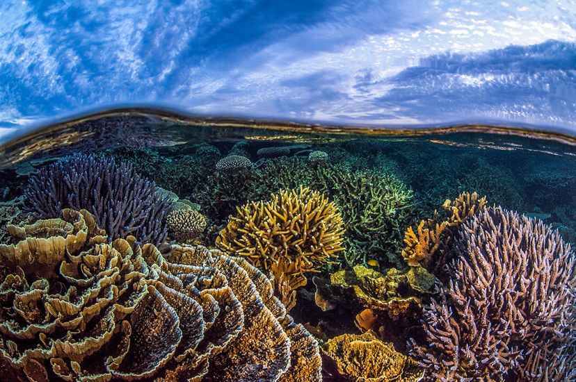 coral reef in Australia