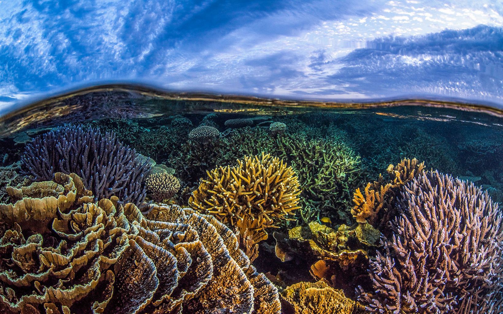 Coral reef in Australia Under a business-as-usual scenario, the world’s reefs will likely be gone by 2100. © Alex Kydd/TNC Photo Contest 2019