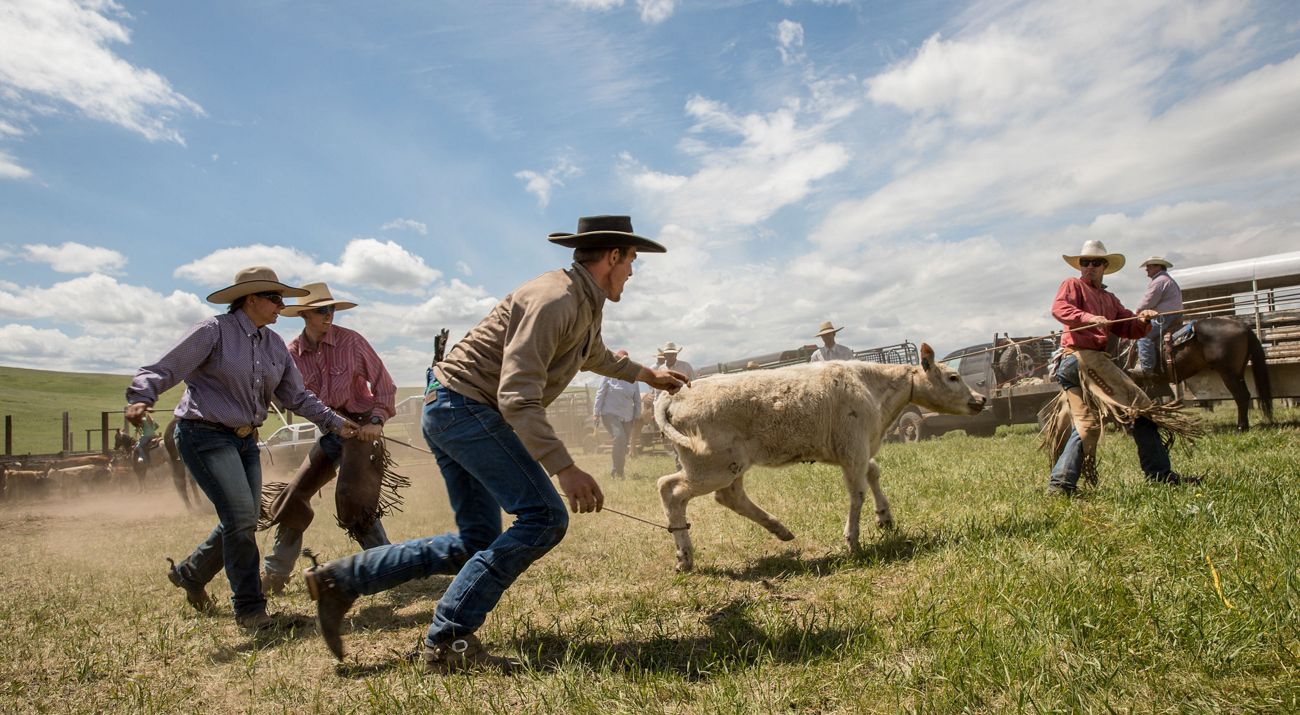 Cowboys round up a calf for branding