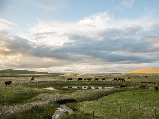 Cattle graze on a prairie under a big sky