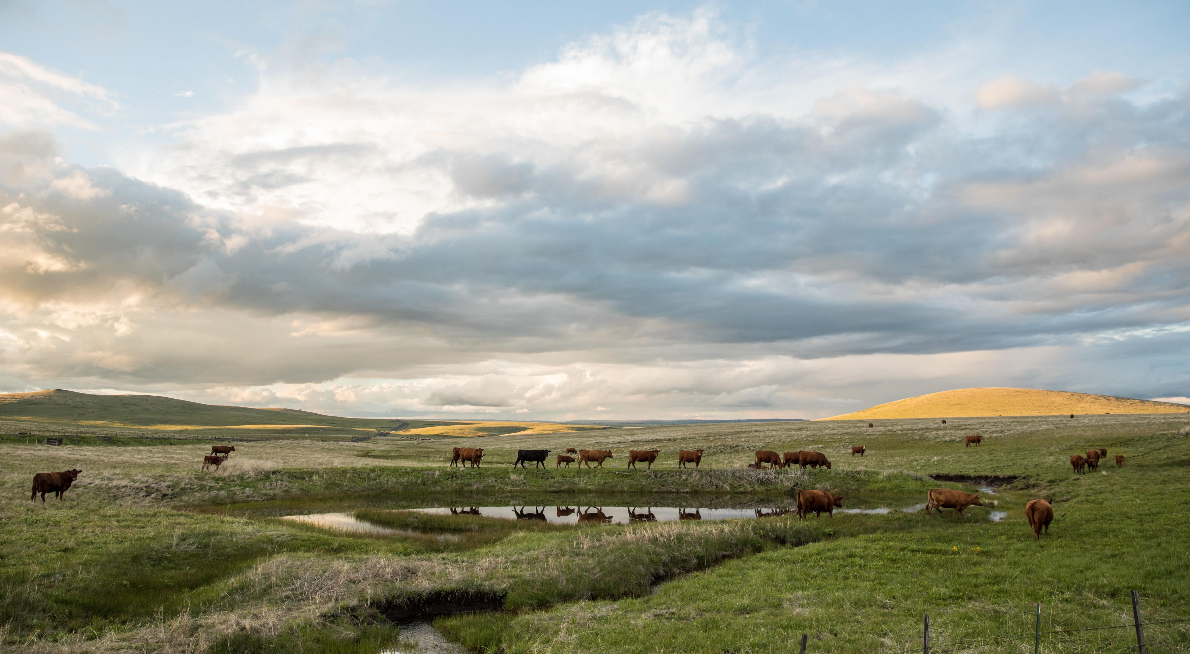 A herd of cows grazing at Zumwalt. 