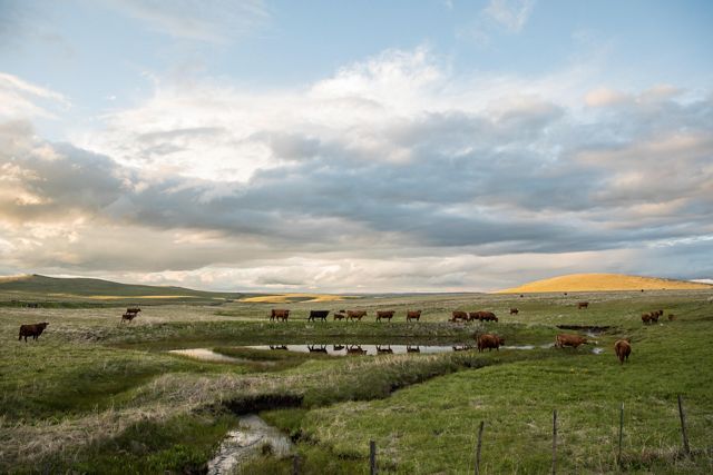 a view of a pasture with a small pond and cows dotting the landscape