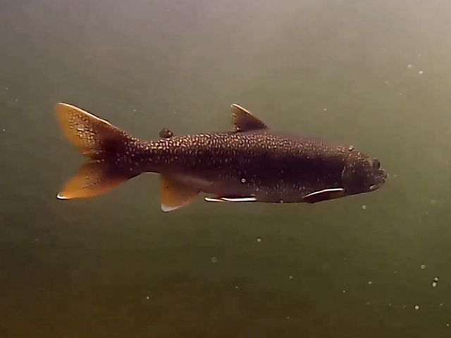 A picture of a trout underwater.