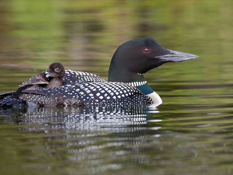 A loon floats in a pond with its baby resting on its back.
