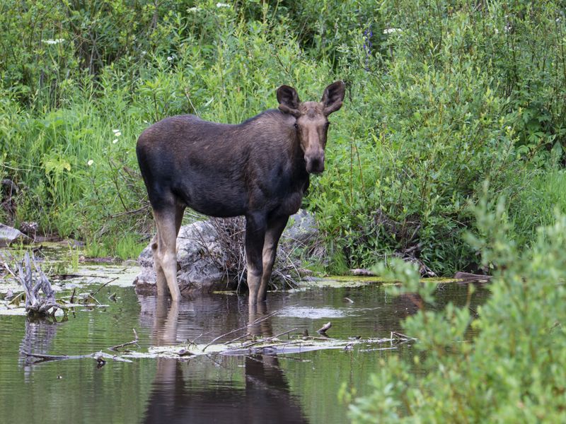 A moose stands in a shallow pond surrounded by green bushes.