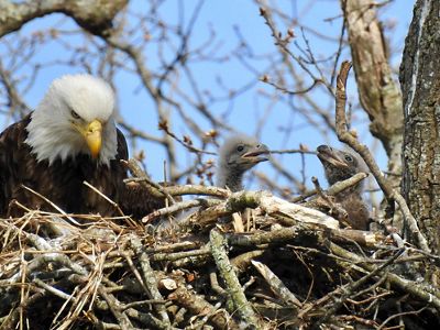 Once endangered, bald eagles have rebounded, thanks in part to the introduction of chicks at Follensby.