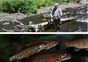 A collage image, on top is a  man fishing in low waters and below is a picture of brook trout. 