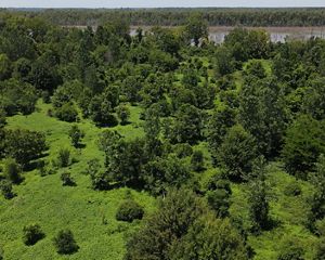 Aerial image of Mississippi wetland with hardwood trees and the Mississippi River in the background.