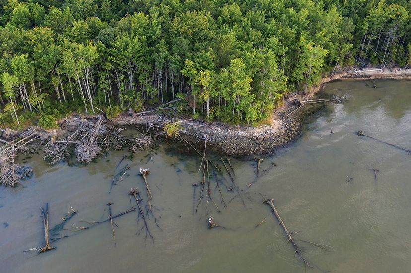 Aerial view looking down on a wooded coastal area. Dead trees lay in the water where wave action has eroded the shoreline.
