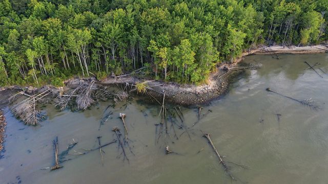 Aerial view looking down on a wooded coastal area. Dead trees lay in the water where wave action has eroded the shoreline.
