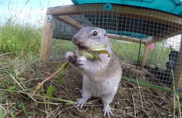 Franklin's ground squirrel at Kankakee Sands chewing on a twig.
