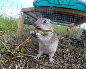 Small Franklin's ground squirrel munches on food outside his relocation box.