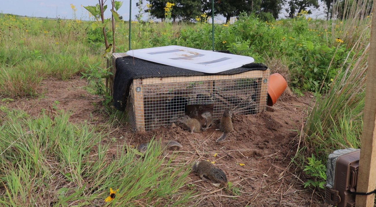 A group of Franklin's ground squirrels move from their cage onto the Kankakee Sands prairie.