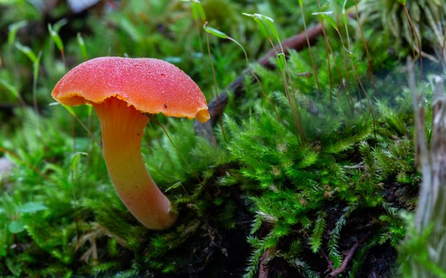 A bright red mushroom growing out of green moss.
