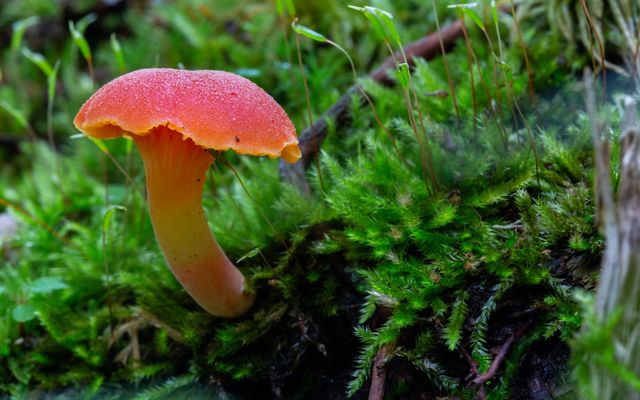 fungi