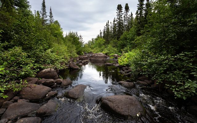 A slow moving stream bordered with rocks, lush vegetation, and tall pine trees.