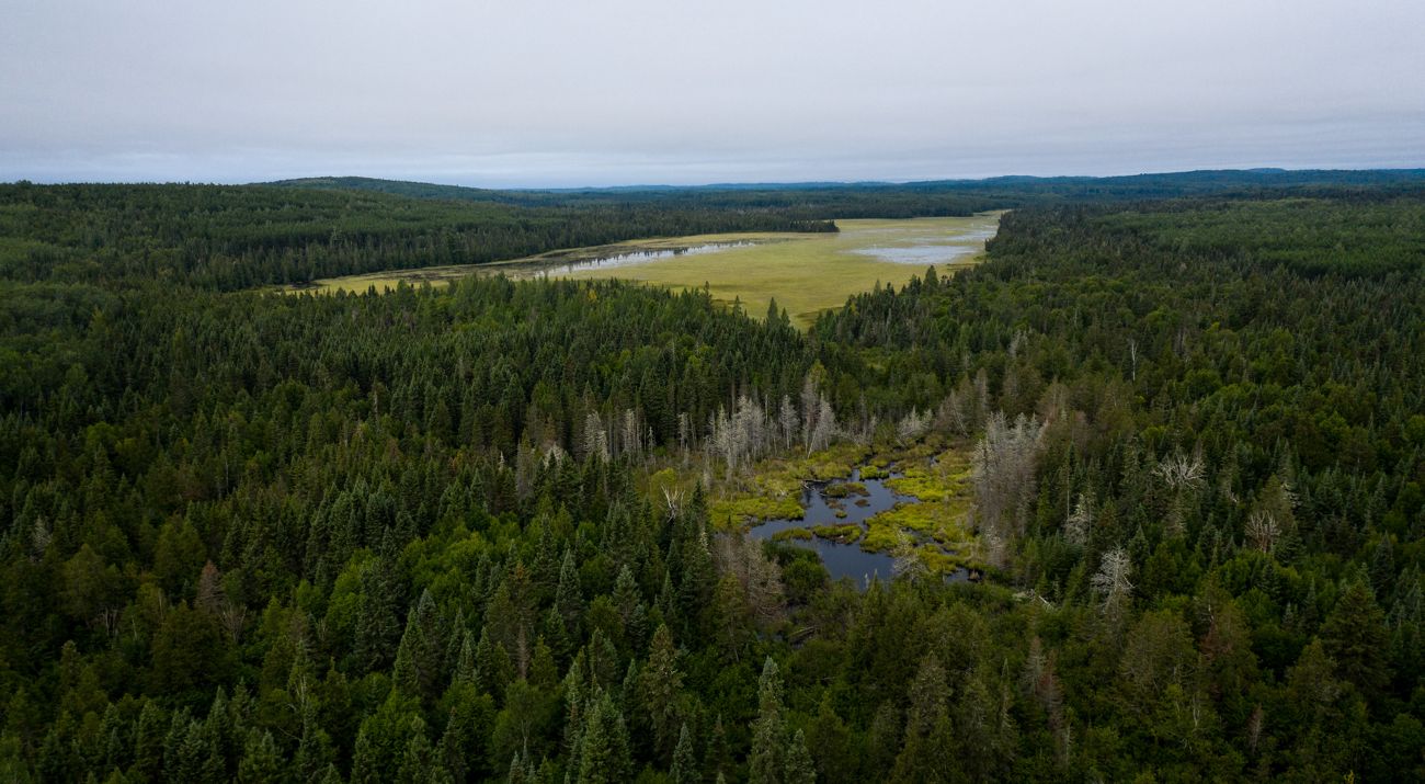 Aerial view of a large expanse of trees and a river, partially covered by fog.