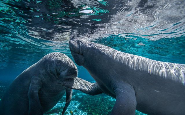 Two manatees in a clear spring swim up to each other while the one on the right extends its right dorsal to caress the face of the one on the left.