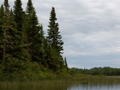 Pine trees beside a lake.