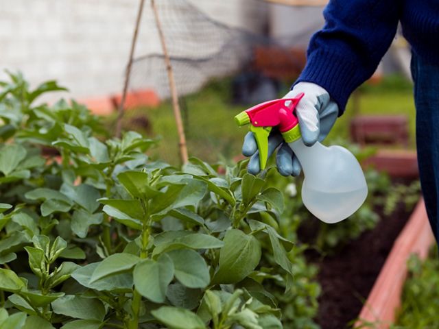 Person applying fertilizer to plants.
