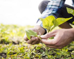 Hands holding a green leaf from a plant.