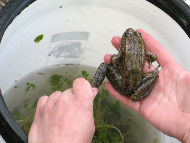 Northern Leopard Frog in hand