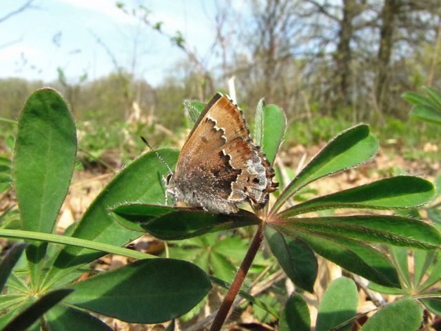 A light brown butterfly with silvery tones and a darker brown jagged stripe across its wing, sitting on a green leaf.