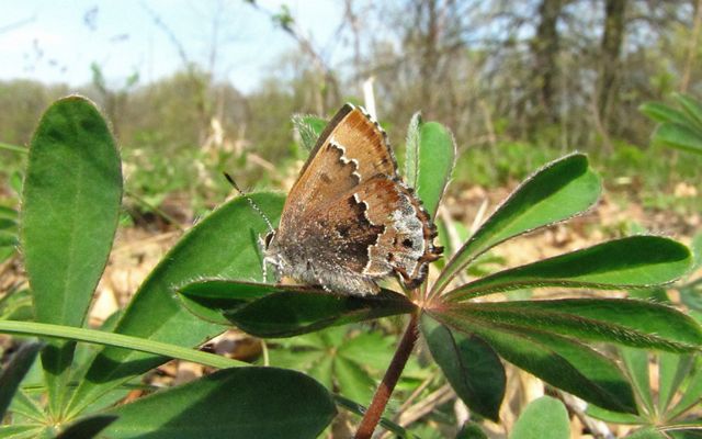 A light brown butterfly with silvery tones and a darker brown jagged stripe across its wing, sitting on a green leaf.