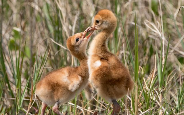 Two little, tan, fuzzy chicks in the grass. One chick is biting the other's beak.