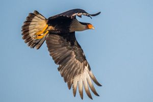 A brown falcon with a white neck in flight.