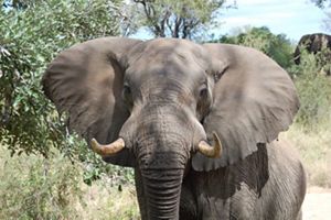 African elephant with ears spread out