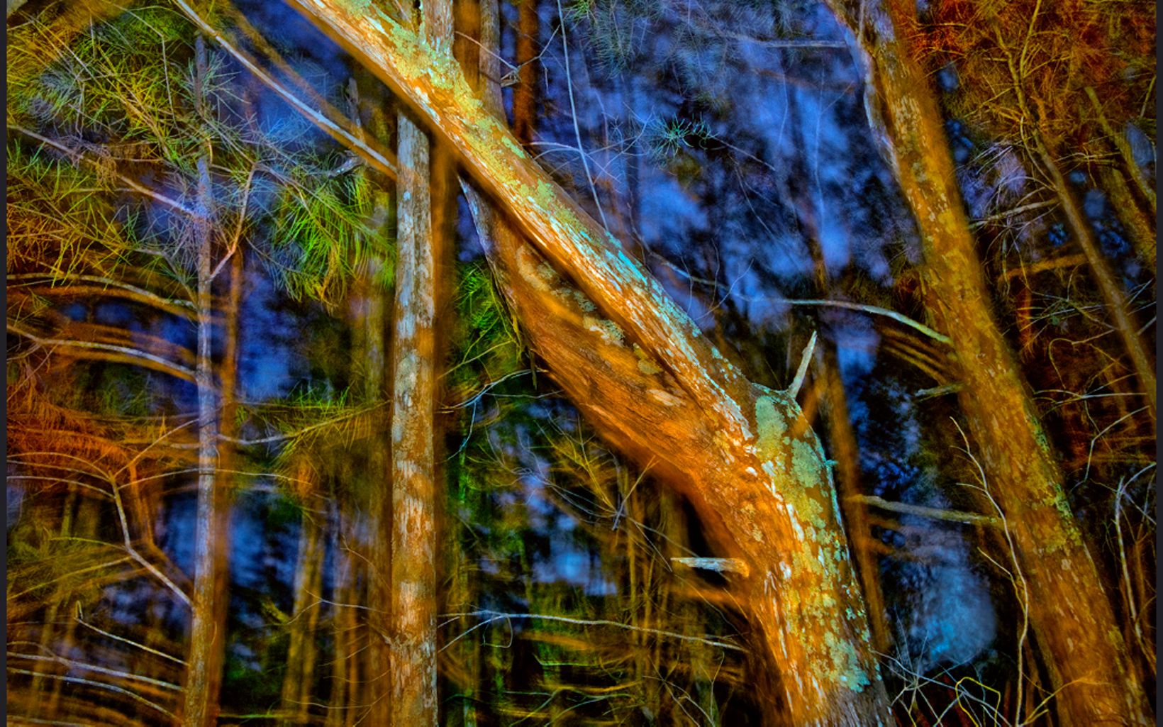 
                
                  Cypress Trees Grassy Waters Preserve, West Palm Beach, Florida. 
                  © fStop Foundation
                
              