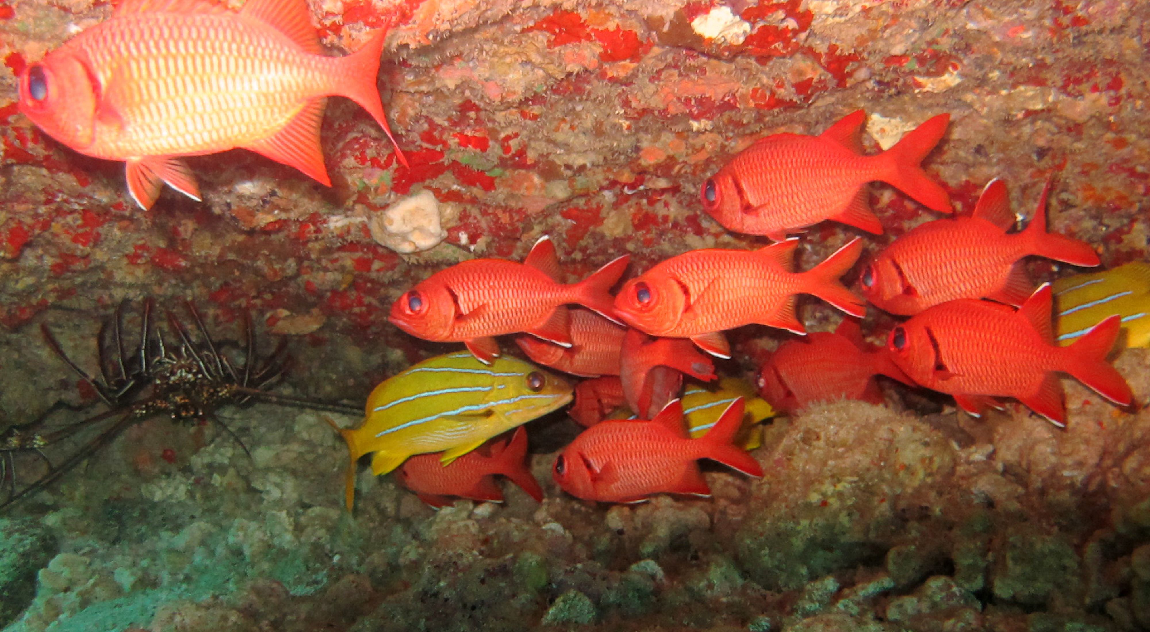 Several bright red-orange fish, a few white-striped yellow fish, and a spiny crab in an underwater cave in the waters of Hawaii.