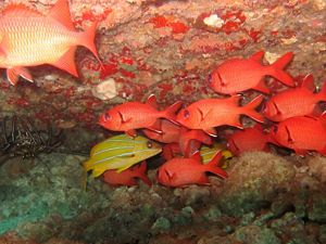 Several bright red-orange fish, a few white-striped yellow fish, and a spiny crab in an underwater cave in the waters of Hawaii.