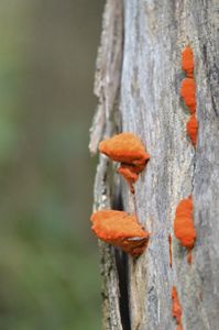 Orange fungi on a tree.