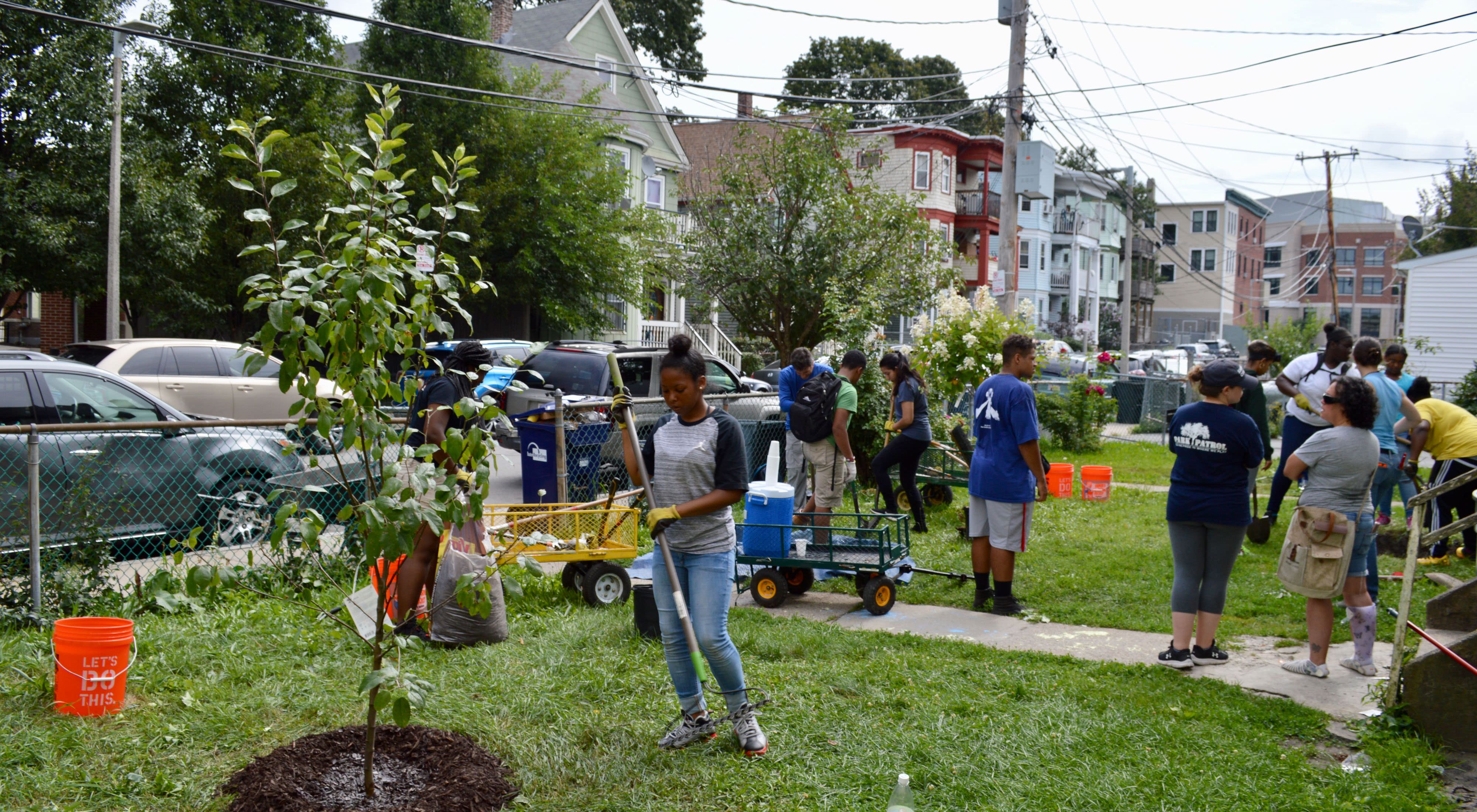 Tree planting in the Codman Square neighborhood of Boston