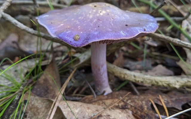 Purple Mushroom