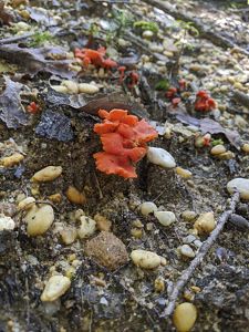 Rocky, wet soil, forest with bright orange mushroom.
